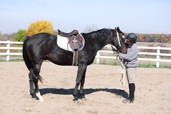 Miner's Escape, who ran in the 2009 Belmont Stakes and upon his retirement was retrained for a second career as a pleasure horse. (Courtesy Thoroughbred Aftercare Alliance)